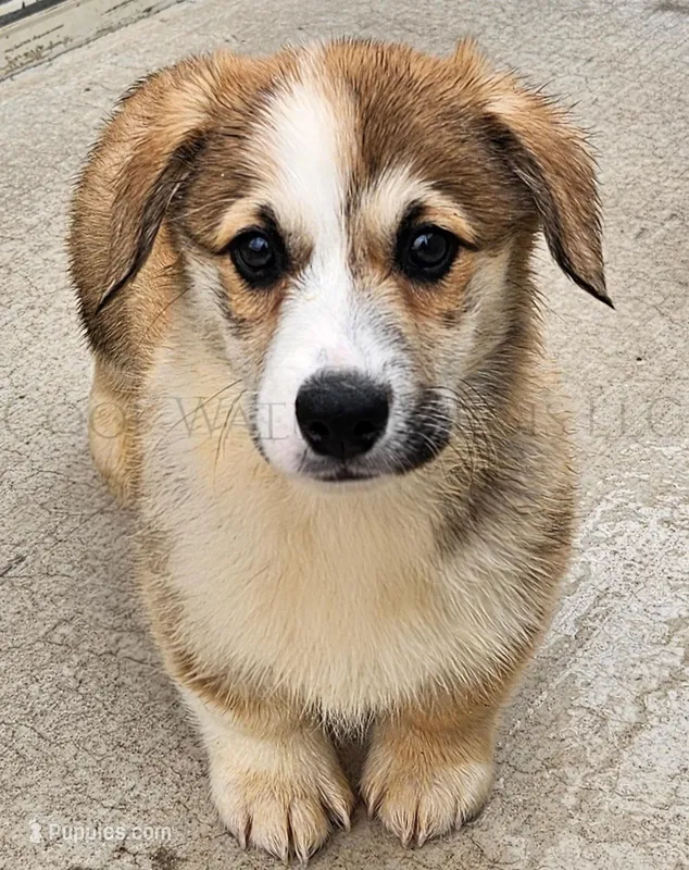 Love – Pembroke Welsh Corgi puppy for sale in Colorado, CO