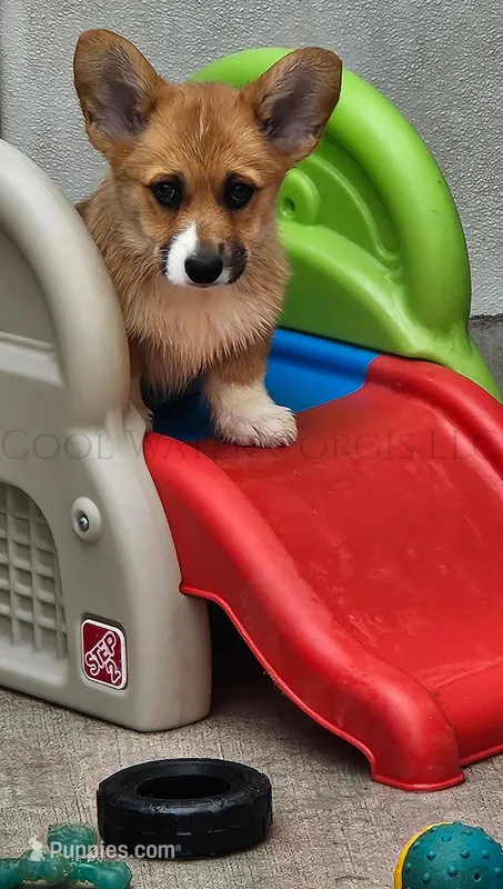 Party – Pembroke Welsh Corgi puppy for sale in Colorado, CO