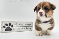 Oatmeal Raisin , a female Pembroke Welsh Corgi for sale in Colorado, CO – Photo 2 of 2