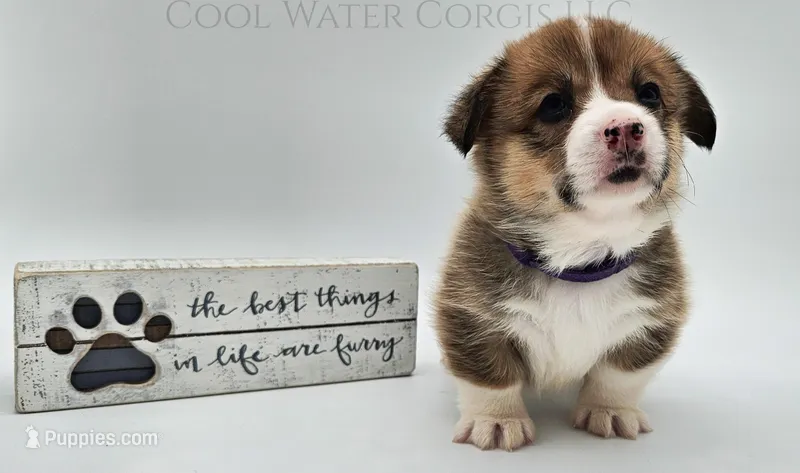 Oatmeal Raisin  – Pembroke Welsh Corgi puppy for sale in Colorado, CO