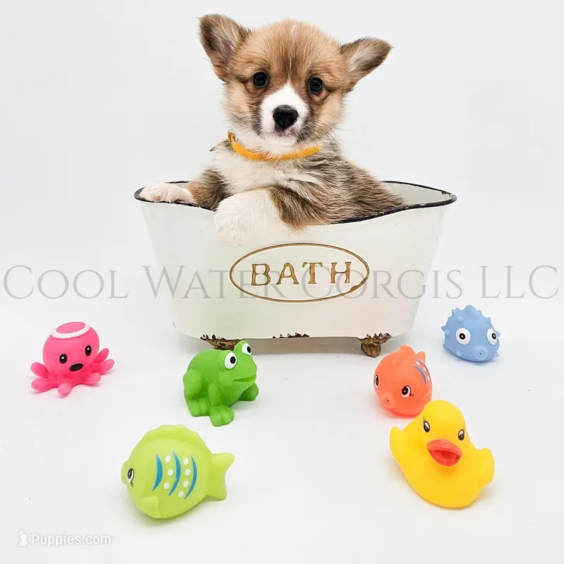 Hermoine – Pembroke Welsh Corgi puppy for sale in Colorado, CO