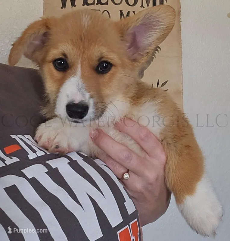 Confetti – Pembroke Welsh Corgi puppy for sale in Colorado, CO