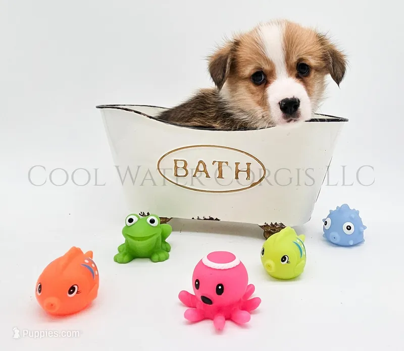 Ron – Pembroke Welsh Corgi puppy for sale in Colorado, CO