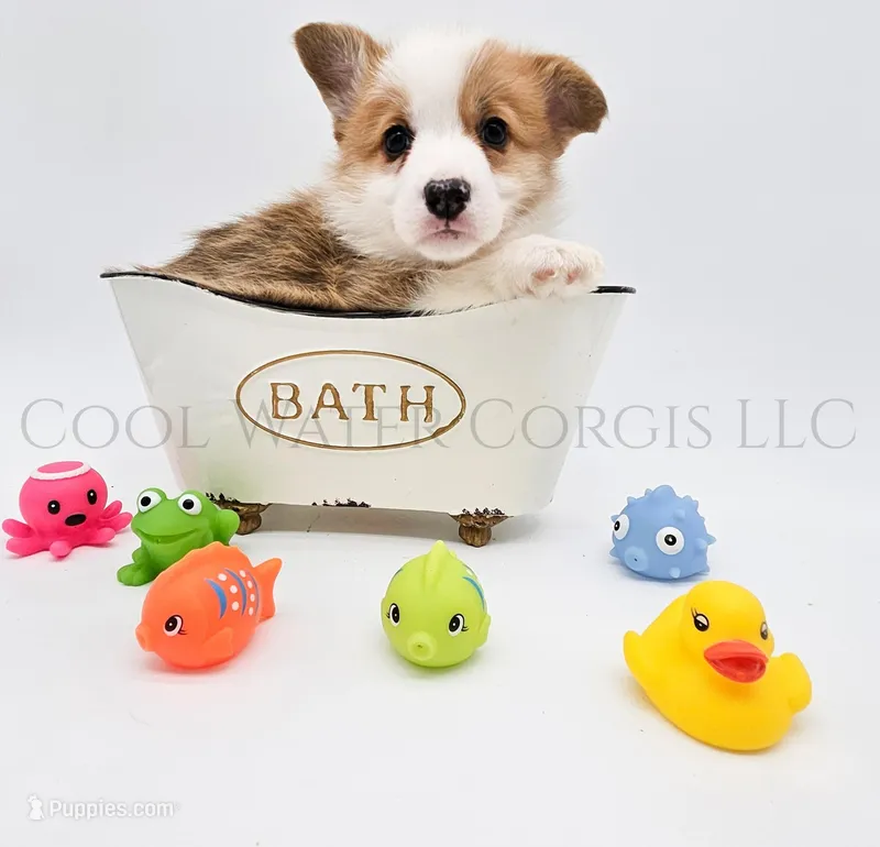 Harry – Pembroke Welsh Corgi puppy for sale in Colorado, CO