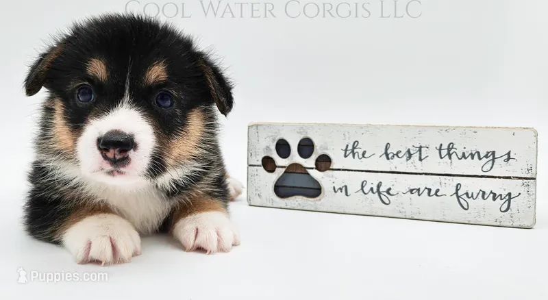 Oreo – Pembroke Welsh Corgi puppy for sale in Colorado, CO