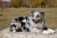Celeste, a female Australian Shepherd for sale in Colorado Springs, CO – 5 of 7
