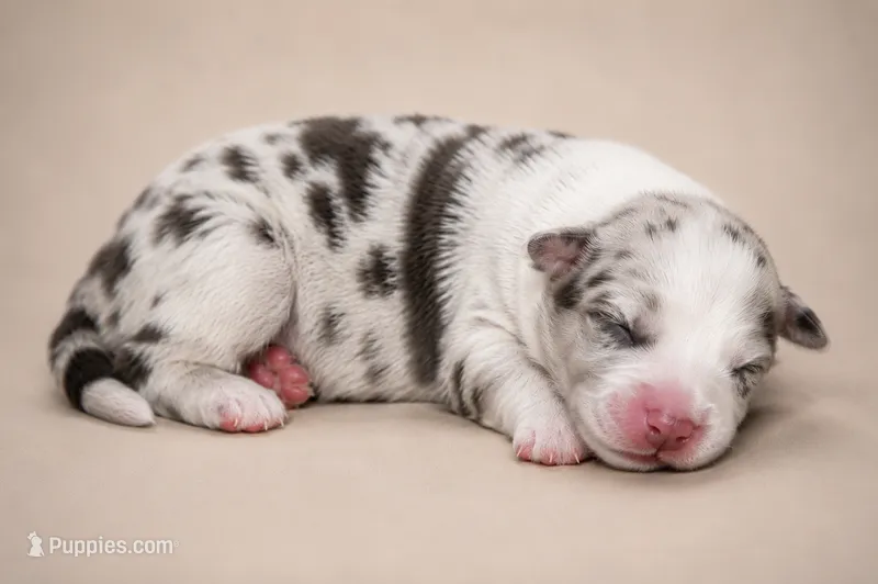 Atlas – Australian Shepherd puppy for sale in Colorado Springs, CO