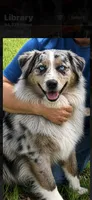 Aurora , a female Australian Shepherd for sale in Colorado Springs, CO – 7 of 7