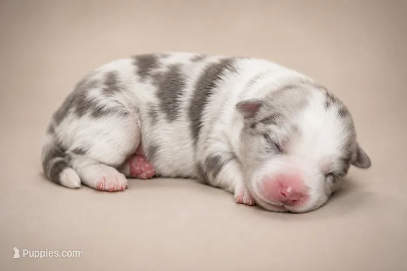 Comet – Australian Shepherd puppy for sale in Colorado Springs, CO