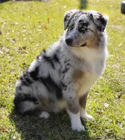 Celeste, a female Australian Shepherd for sale in Colorado Springs, CO – 7 of 7