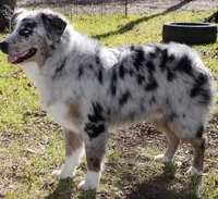 Aurora , a female Australian Shepherd for sale in Colorado Springs, CO – 6 of 7