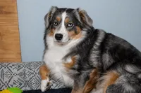 Celeste, a female Australian Shepherd for sale in Colorado Springs, CO – 4 of 7