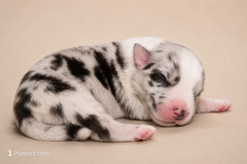 Stella – Australian Shepherd puppy for sale in Colorado Springs, CO