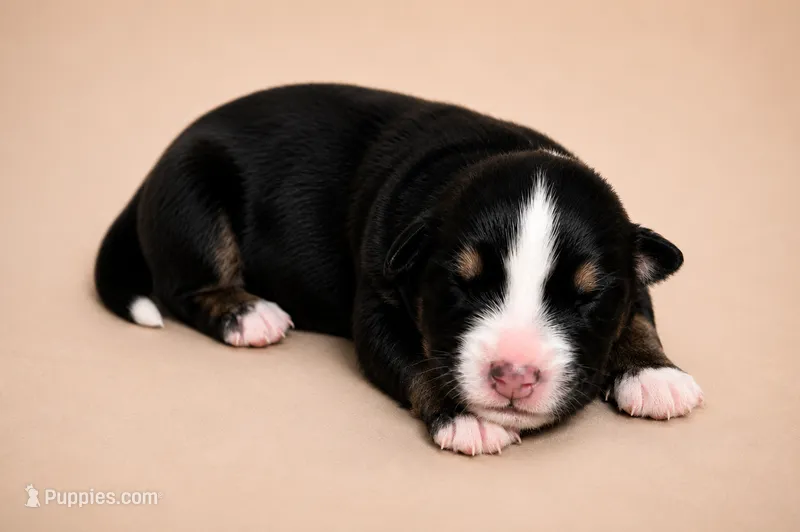 Celeste – Australian Shepherd puppy for sale in Colorado Springs, CO