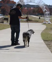 Comet, a female Australian Shepherd for sale in Colorado Springs, CO – 3 of 6
