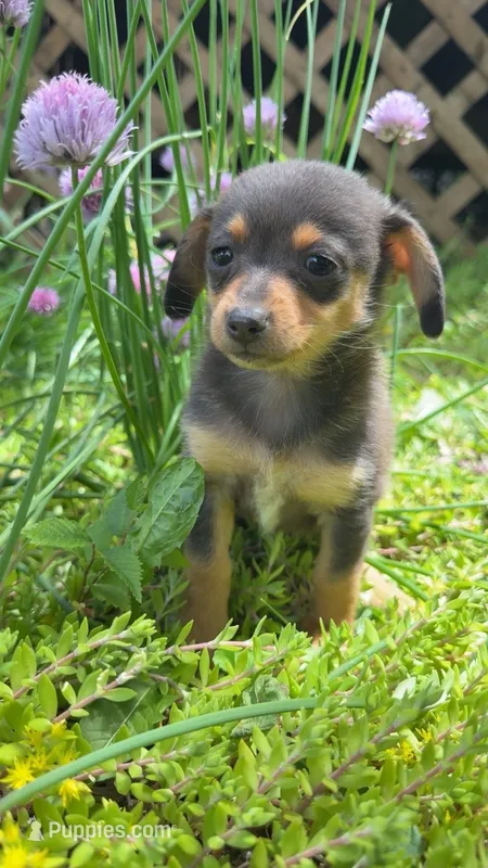 Maple – Pomeranian, Miniature Dachshund puppy for sale in Plymouth, IN