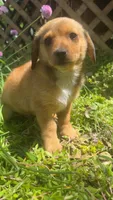 Finn, a male Pomeranian and Miniature Dachshund for sale in Plymouth, IN – 2 of 2