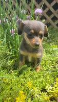 Maple, a female Pomeranian and Miniature Dachshund for sale in Plymouth, IN – 2 of 2