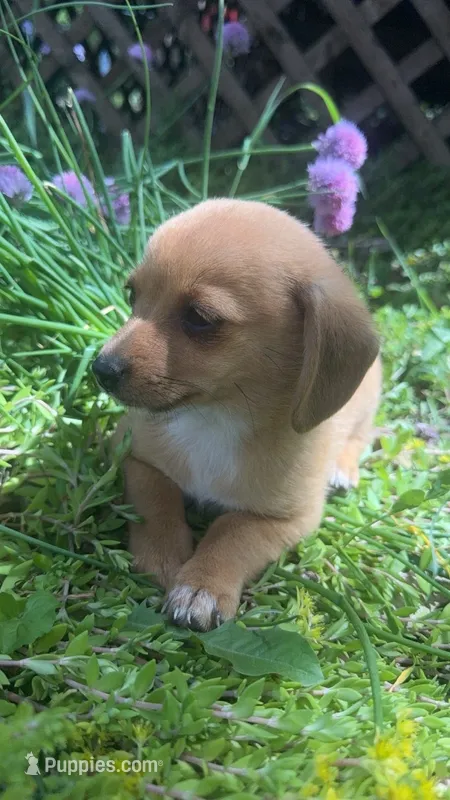 Luna – Pomeranian, Miniature Dachshund puppy for sale in Plymouth, IN