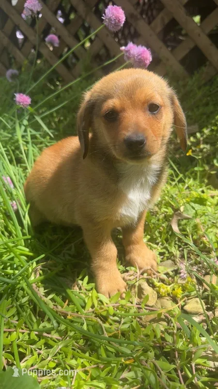 Finn – Pomeranian, Miniature Dachshund puppy for sale in Plymouth, IN