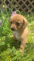 Luna, a female Pomeranian and Miniature Dachshund for sale in Plymouth, IN – 2 of 2