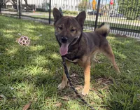 Blaze, a male Shiba Inu for sale in Houston, TX – 2 of 2