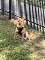 Olive, a female Shiba Inu for sale in Houston, TX – 3 of 3