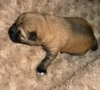 Sage, a female Shiba Inu for sale in Houston, TX – Photo 1 of 4