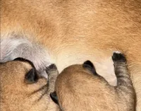 Sage, a female Shiba Inu for sale in Houston, TX – Photo 3 of 4