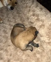 Sage, a female Shiba Inu for sale in Houston, TX – Photo 2 of 4