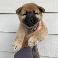 Hazel, a female Shiba Inu for sale in Houston, TX – Photo 1 of 3