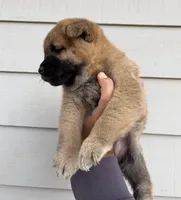 Hazel, a female Shiba Inu for sale in Houston, TX – Photo 3 of 3