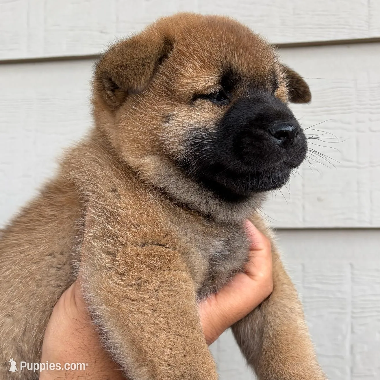 Hazel, a female Shiba Inu for sale in Houston, TX – Photo 2 of 3