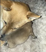 processed/1c4e1f72-e8f8-4353-a665-3a9c411178fb/listing/cc5b9a97-e806-451e-8cf2-8eea3777ea2e/7aa66d3b-648d-4019-b493-448db79d368c