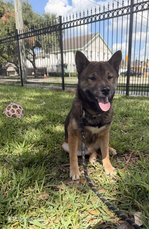 Blaze – Shiba Inu puppy for sale in Houston, TX