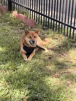 Olive, a female Shiba Inu for sale in Houston, TX – 1 of 3