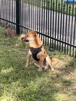 Olive, a female Shiba Inu for sale in Houston, TX – 2 of 3