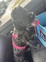 Bella, a female Cocker Spaniel for sale in Broward Estates, FL – Photo 4 of 9