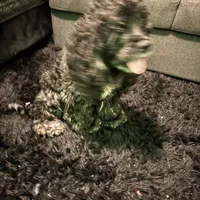 Bella, a female Cocker Spaniel for sale in Broward Estates, FL – Photo 3 of 9