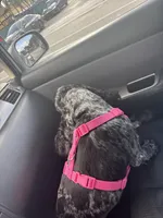 Bella, a female Cocker Spaniel for sale in Broward Estates, FL – Photo 7 of 9