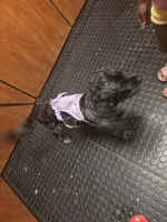 Bella, a female Cocker Spaniel for sale in Broward Estates, FL – Photo 9 of 9