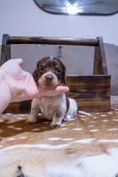 White Girl, a female Miniature Dachshund for sale in San Antonio, TX – 1 of 2