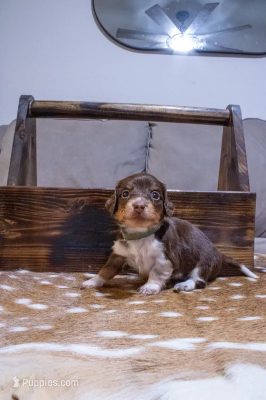 Green Girl – Miniature Dachshund puppy for sale in San Antonio, TX