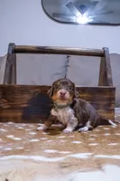 Green Girl, a female Miniature Dachshund for sale in San Antonio, TX – 1 of 2