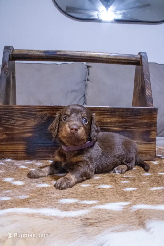 Long Hair Purple Girl – Miniature Dachshund puppy for sale in San Antonio, TX