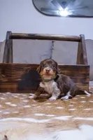 Green Girl, a female Miniature Dachshund for sale in San Antonio, TX – 2 of 2