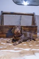 Long Hair Purple Girl, a female Miniature Dachshund for sale in San Antonio, TX – 2 of 2