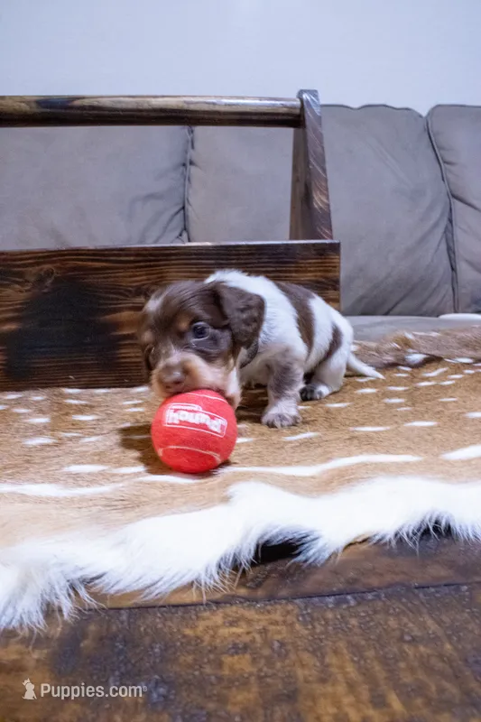 Black Girl – Miniature Dachshund puppy for sale in San Antonio, TX