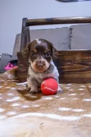 Black Girl, a female Miniature Dachshund for sale in San Antonio, TX – 2 of 2