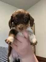Long Hair Green Girl, a female Miniature Dachshund for sale in San Antonio, TX – 3 of 3